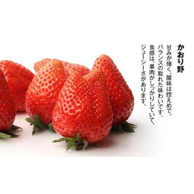 【石川県加賀市産】いちご かおり野 生食用  800g(200g×4パック)