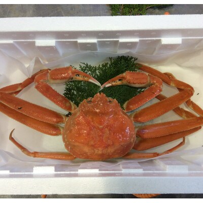 【魚倉】足1本なしボイル松葉ガニ訳あり　1枚約1,100g(ボイル前)