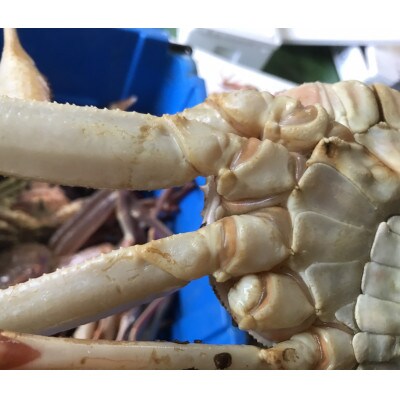 【魚倉】足1本なし生松葉ガニ訳あり　1枚約1,100g