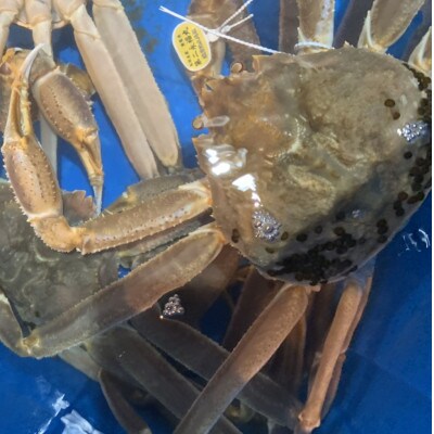 【魚倉】足1本なし生松葉ガニ訳あり　1枚約1,100g