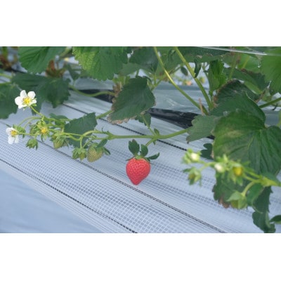 【ギフト】とっておき苺 / 約250g×2パック