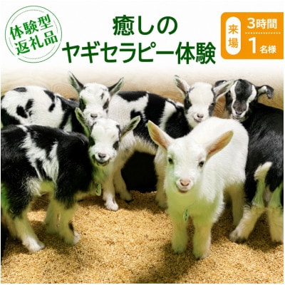 【体験型返礼品】癒しのヤギセラピー体験(来場/3時間/1名)(愛知ヤギ農場)