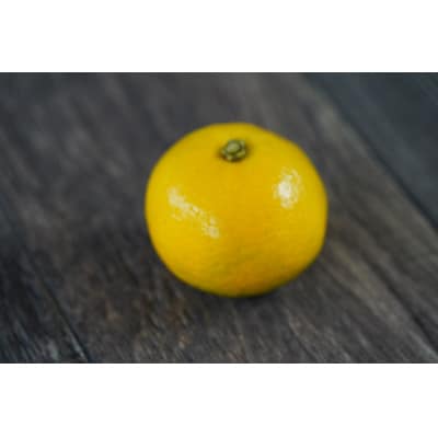 【離島のそーめん】上質で爽やかな柑橘の香り「シークーそーめん」×6セット