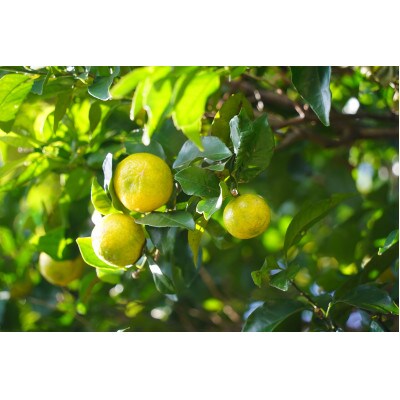 喜界島唯一のクラフトビール「SlowTime」12本セット