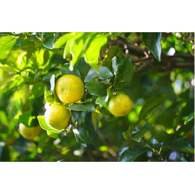 喜界島唯一のクラフトビール「SlowTime」24本セット