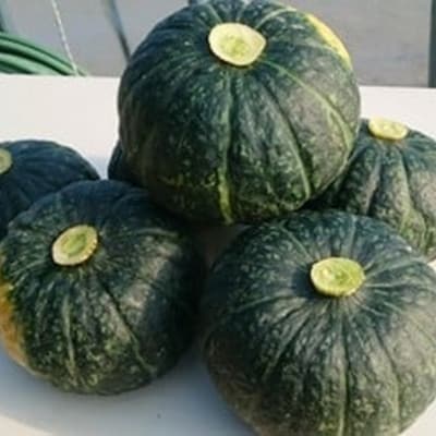 【2023年秋出荷(先行受付)】北海道十勝豊頃ほっこり南瓜 約8kg(4～6玉)58910340