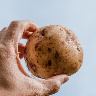 北海道十勝豊頃 男爵いも10kg【2026年秋出荷】(先行受付)[武隈農場]