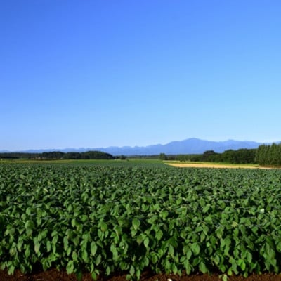 十勝豊頃産 小豆(エリモショウズ)1.6kg【2026年秋出荷】(先行受付)[松崎農場]