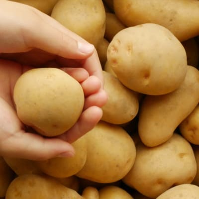 十勝野じゃがいも きたあかり10kg【2025年産】(先行受付)[按田農場]