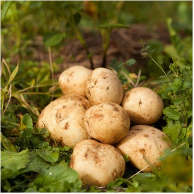 越冬十勝野じゃがいも詰合せセット10kg(きたあかり・メークイン)【2026年春出荷】(先行受付)