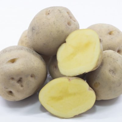 十勝野じゃがいも きたあかり10kg 【2026年秋出荷】(先行受付)[按田農場]