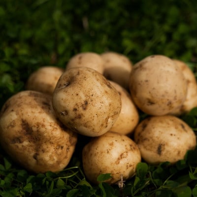 十勝野じゃがいも詰合せセット10kg(きたあかり・メークイン)【2026年秋出荷】(先行受付)