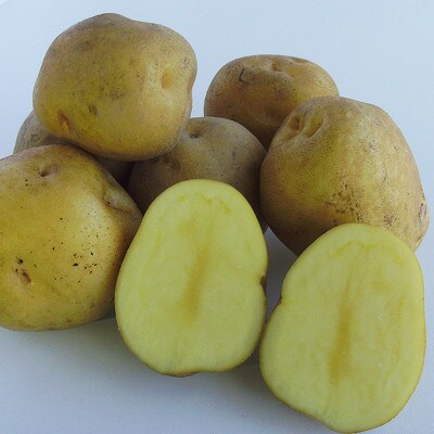 十勝豊頃産 植村農場のきたあかり8kg 2024年秋以降出荷(先行受付)[No.5891603]