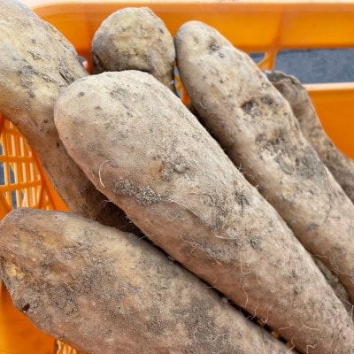 【訳あり】十勝豊頃産 ながいも8.0kg【2026年初冬出荷】(先行受付)【植村農場】