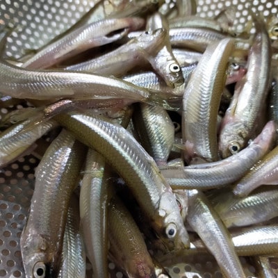 北海道十勝豊頃大津産 中村水産の漁師手作りわかさぎの佃煮600g[No.5891-0207]