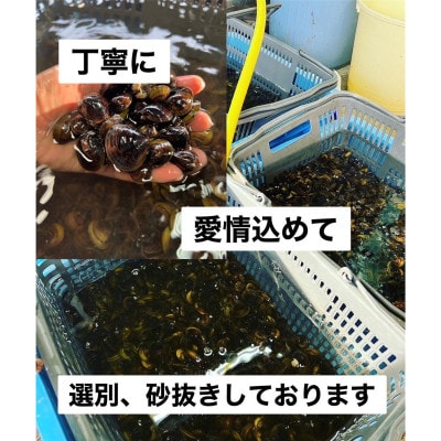北海道豊頃産 しじみ　M サイズ 1kg[北海山]