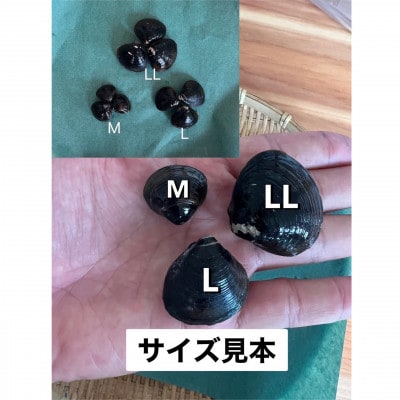 北海道豊頃産 しじみ　M サイズ 1kg[北海山]