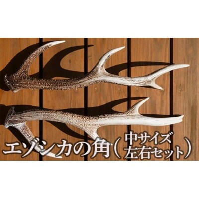 エゾシカの角(中サイズ) 左右セット 2本
