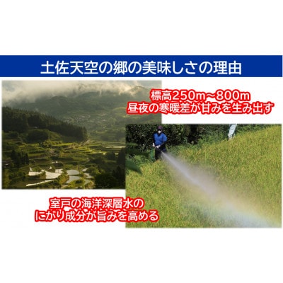 ★令和6年産★本山町の棚田で育てられた棚田米　土佐天空の郷　1kg食べ比べセット