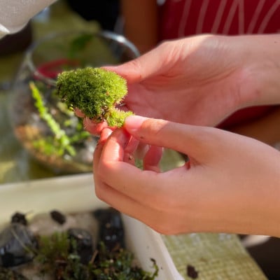 小さな自然に癒される【苔テラリウム作り体験】利用券