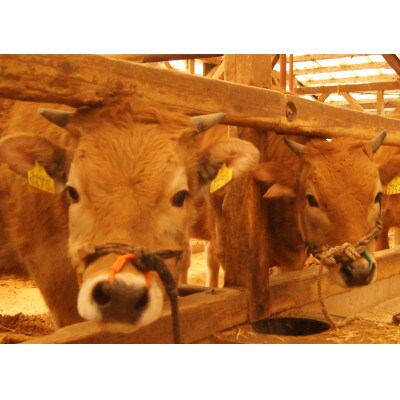 【のし付き】土佐あかうし　ハンバーグ　100g×8個