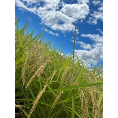 クロップグリーンのおいしい白米　20kg(10kg×2袋)栽培期間中農薬の使用量を半分に抑えたお米!