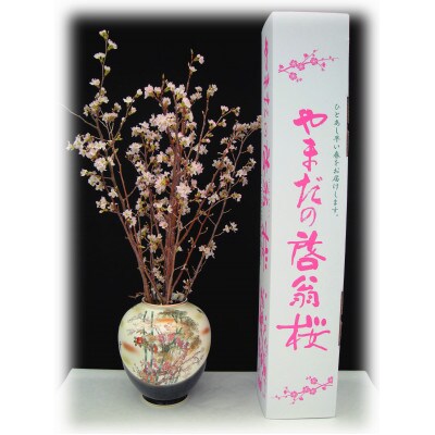 【2025年発送】やまだの啓翁桜 80cm 6本