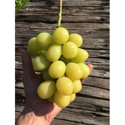 富山県富山市産ぶどう100%ジュース720ml×1本