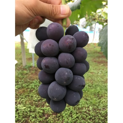 富山県富山市産ぶどう100%ジュース720ml×1本