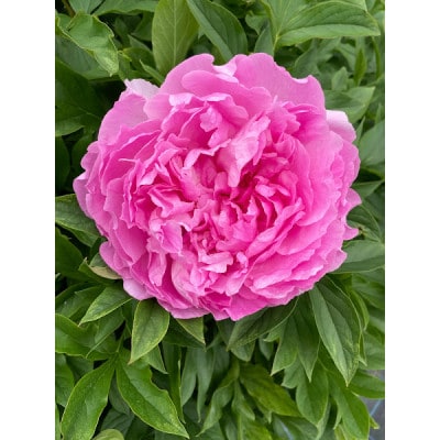 富山市八尾町産　芍薬花(ピオニー)母の月5月限定の発送 「感謝を伝えよう芍薬」30本