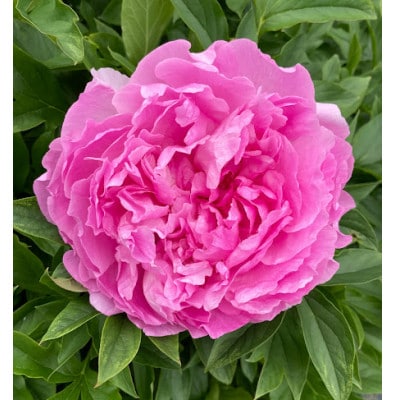 富山市八尾町産　芍薬花(ピオニー)母の月5月限定の発送 「感謝を伝えよう芍薬」30本