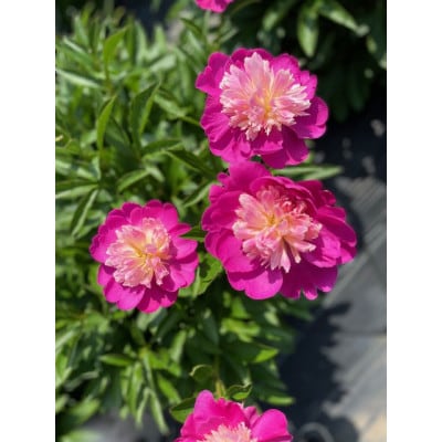 富山市八尾町産　芍薬花(ピオニー)母の月5月限定の発送 「感謝を伝えよう芍薬」30本