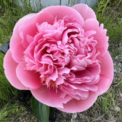富山市八尾町産　芍薬花(ピオニー)母の月5月限定の発送 「感謝を伝えよう芍薬」30本