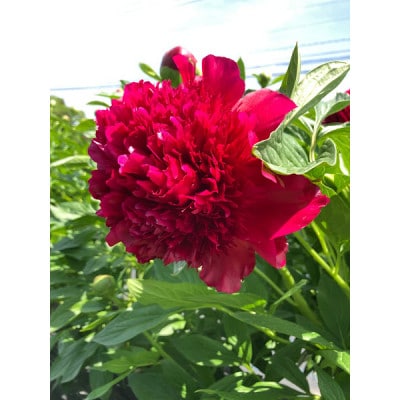 富山市八尾町産　芍薬花(ピオニー)母の月5月限定の発送 「感謝を伝えよう芍薬」30本