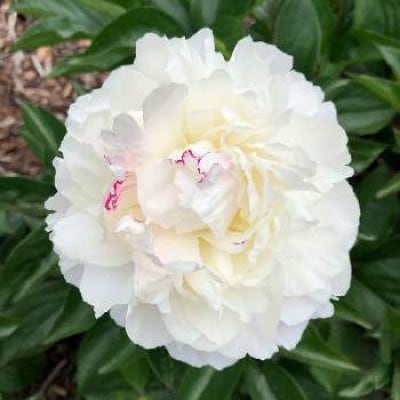 富山市八尾町産　芍薬花(ピオニー)母の月5月限定の発送 「感謝を伝えよう芍薬」30本
