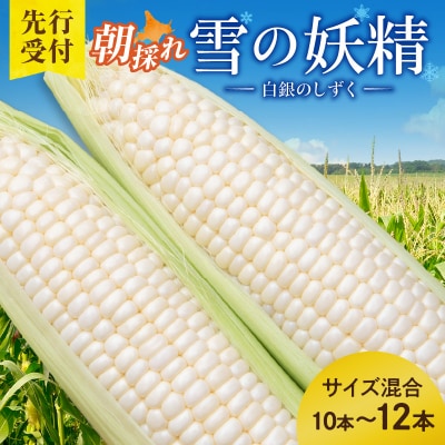 【2026年8月~発送開始!】白いとうもろこし 雪の妖精 サイズ混合 10~12本