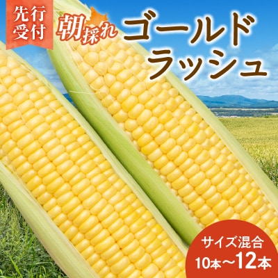【2026年8月～発送開始!】黄金の甘さ ゴールドラッシュ!サイズ混合 10～12本