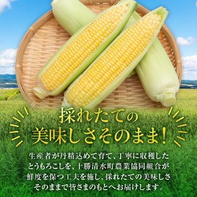 【2026年8月～発送開始!】黄金の甘さ ゴールドラッシュ!サイズ混合 10～12本