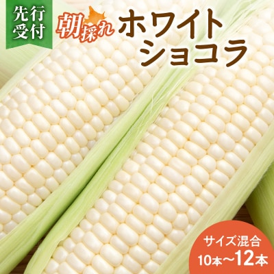【2026年8月～発送開始!】白いとうもろこし ホワイトショコラ サイズ混合 10～12本