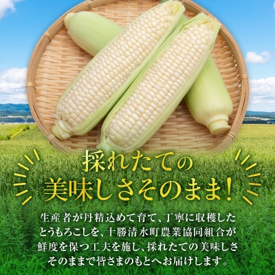 【2026年8月～発送開始!】白いとうもろこし ホワイトショコラ サイズ混合 10～12本