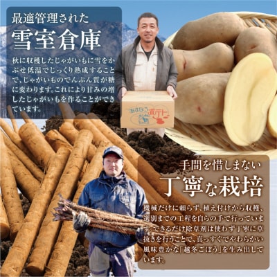 北海道産 越冬じゃがいも10kgと越冬ごぼう5kgセット