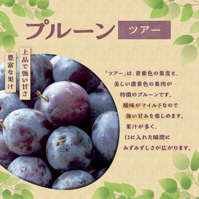 【2026年発送!】とかちしみずの冷凍プルーン2種食べ比べ 1.2kg 北海道産_S009-0020