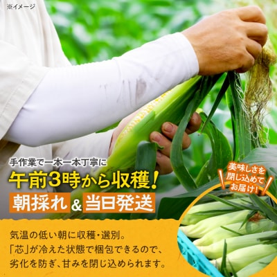 先行受付!【8月頃～発送開始】北海道十勝清水町産とうもろこし 恵味 サイズ混合 10本 