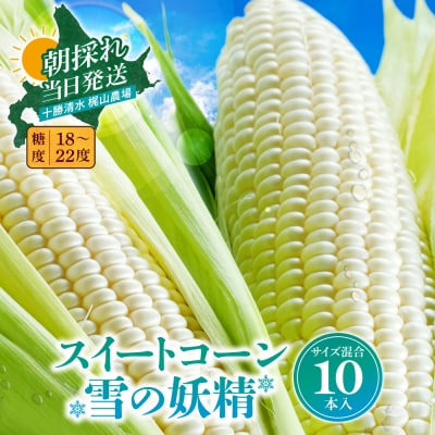 先行受付!【8月中旬頃～発送開始】北海道十勝清水町産とうもろこし 雪の妖精 サイズ混合 10本