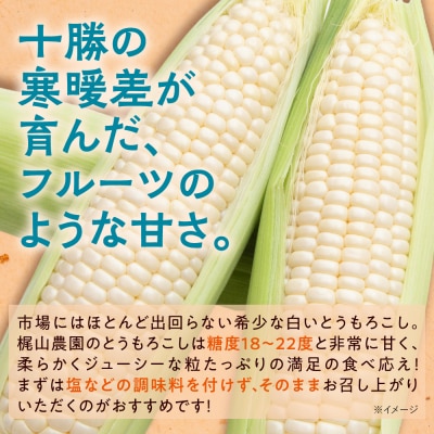 先行受付!【8月中旬頃～発送開始】北海道十勝清水町産とうもろこし 雪の妖精 サイズ混合 10本