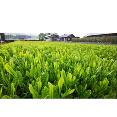 水沢かぶせ茶5品種飲み比べセット(伊勢茶ティーパック)