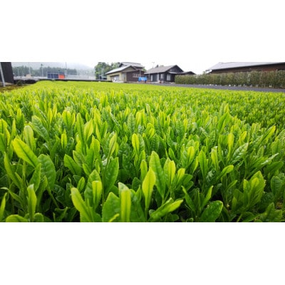 水沢かぶせ茶お手軽なティーバックのセット　A
