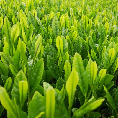 水沢かぶせ茶お手軽なティーバックのセット　B