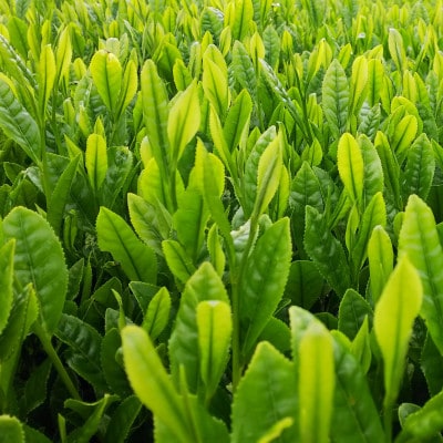 水沢かぶせ茶お手軽なティーバックのセット　C