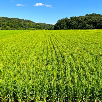 【令和8年産】新米 こしひかり(玄米)5kg 鈴鹿山麓の銘水が育てた米